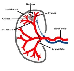 Renal vasculature and nephron diagram