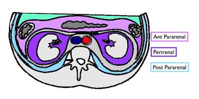 Cross-section of retroperitoneal spaces