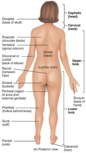 Regional names of the body