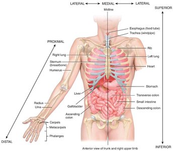 Directional terms in anatomy