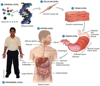 Levels of structural organization in the human body