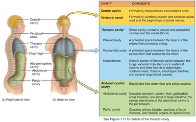 Body cavities and their subdivisions