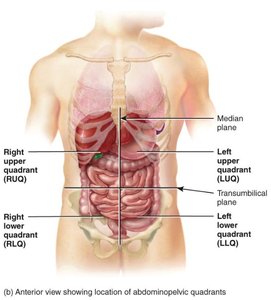 Abdominopelvic regions and quadrants
