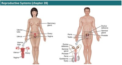 Reproductive systems in male and female