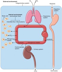 Internal and external environments and homeostasis