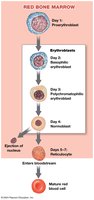 Stages of erythropoiesis