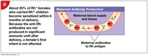 Hemolytic disease of the newborn: antibody production
