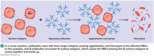 Cross-reaction: agglutination and hemolysis
