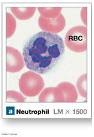 Neutrophil under microscope