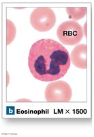Eosinophil under microscope