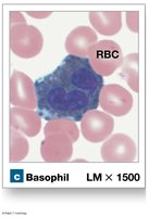 Basophil under microscope