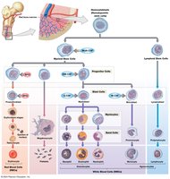 Origins and differentiation of formed elements