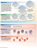 Formed elements: RBCs, WBCs, and platelets