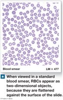 Blood smear: two-dimensional RBCs