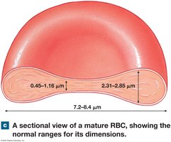Sectional view of a mature RBC