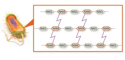 Peptidoglycan structure in bacterial cell walls