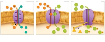 Types of active transport mechanisms