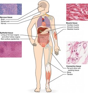 Diagram showing locations and histology of nervous, muscle, epithelial, and connective tissues in the human body