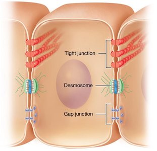 Diagram showing tight junction, desmosome, and gap junction between cells