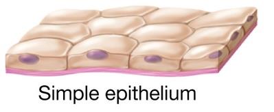 Diagram showing squamous, cuboidal, and columnar cell shapes