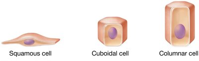 Diagram of pseudostratified epithelium
