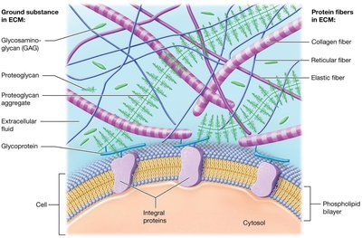 Diagram of extracellular matrix components including ground substance and protein fibers