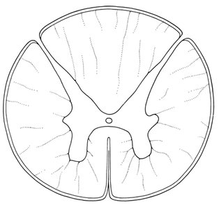 Transverse cross section of spinal cord