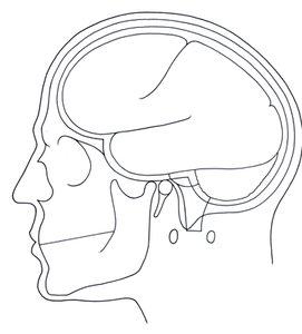 Sagittal cross section of head showing meninges