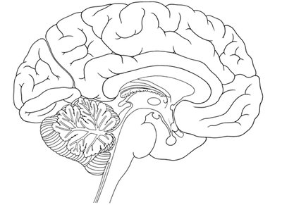 Sagittal cross section of the brain