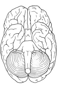 Inferior view of the brain