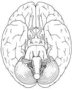 Inferior view of brain and cranial nerves