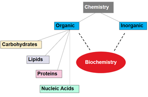 Biochemistry branches diagram