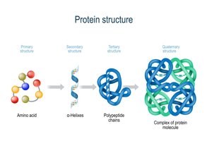 Levels of protein structure