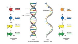 DNA vs. RNA structure and bases
