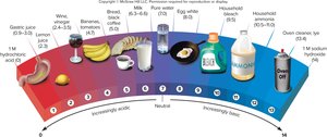 pH scale with common substances