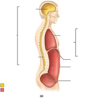 Abdominopelvic quadrants on human body