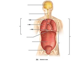 Anterior view of body cavities