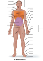 Sagittal plane passing through the body