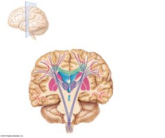 Frontal section of the brain showing fiber tracts