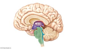 Diencephalon and brain stem structures