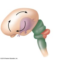 Developing brain at 13 weeks showing major regions