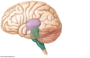 Adult brain showing major regions