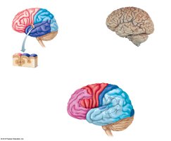 Lateral view of the brain showing lobes and surface features