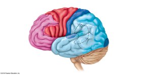 Lateral view of the brain showing functional areas