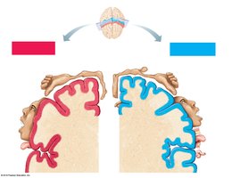 Motor and sensory homunculus maps