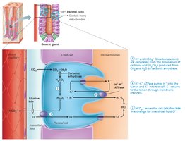 HCl secretion mechanism 4