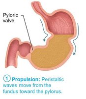 Peristaltic waves in the stomach 1