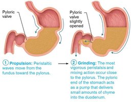 Peristaltic waves in the stomach 2