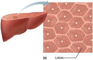 Liver lobule structure
