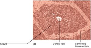 Liver lobule histology